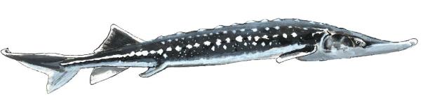 photo sturgeon